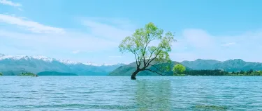 New Zealand Tree in Lake