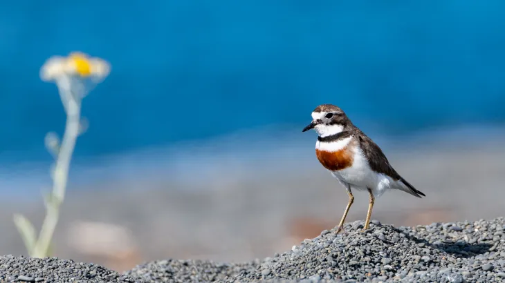 bandeddotterel.png